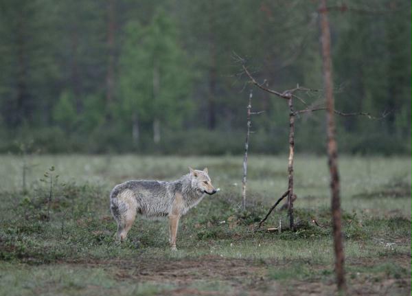 European Wolf <i>Canis lupus lupus</i>