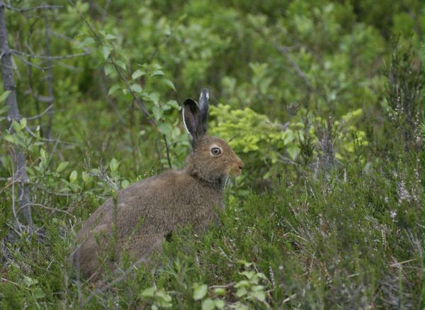 Mountain Hare <i>Lepus timidus</i>