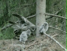 Great Grey Owl