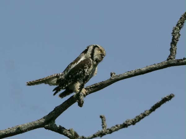Northern Hawk Owl <i>Surnia ulula</i>