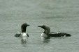 Black-throated Diver