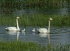 Whooper Swan
