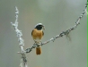 Redstart