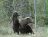 European Brown Bear