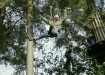Going Ape, Delamere Forest, 5th Sep 2010